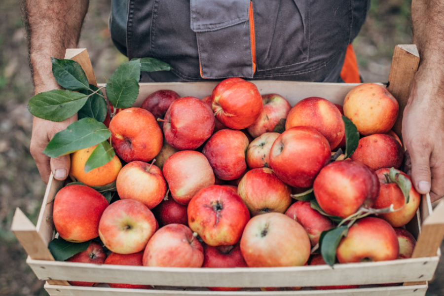 Obst und Gemüse Challenge